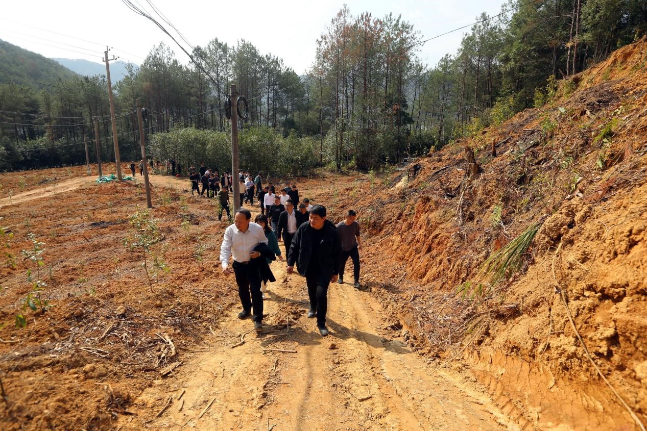 不負春光好，搶播萬畝林 ——將樂縣村企合作造林工作現場會在福建金森召開
