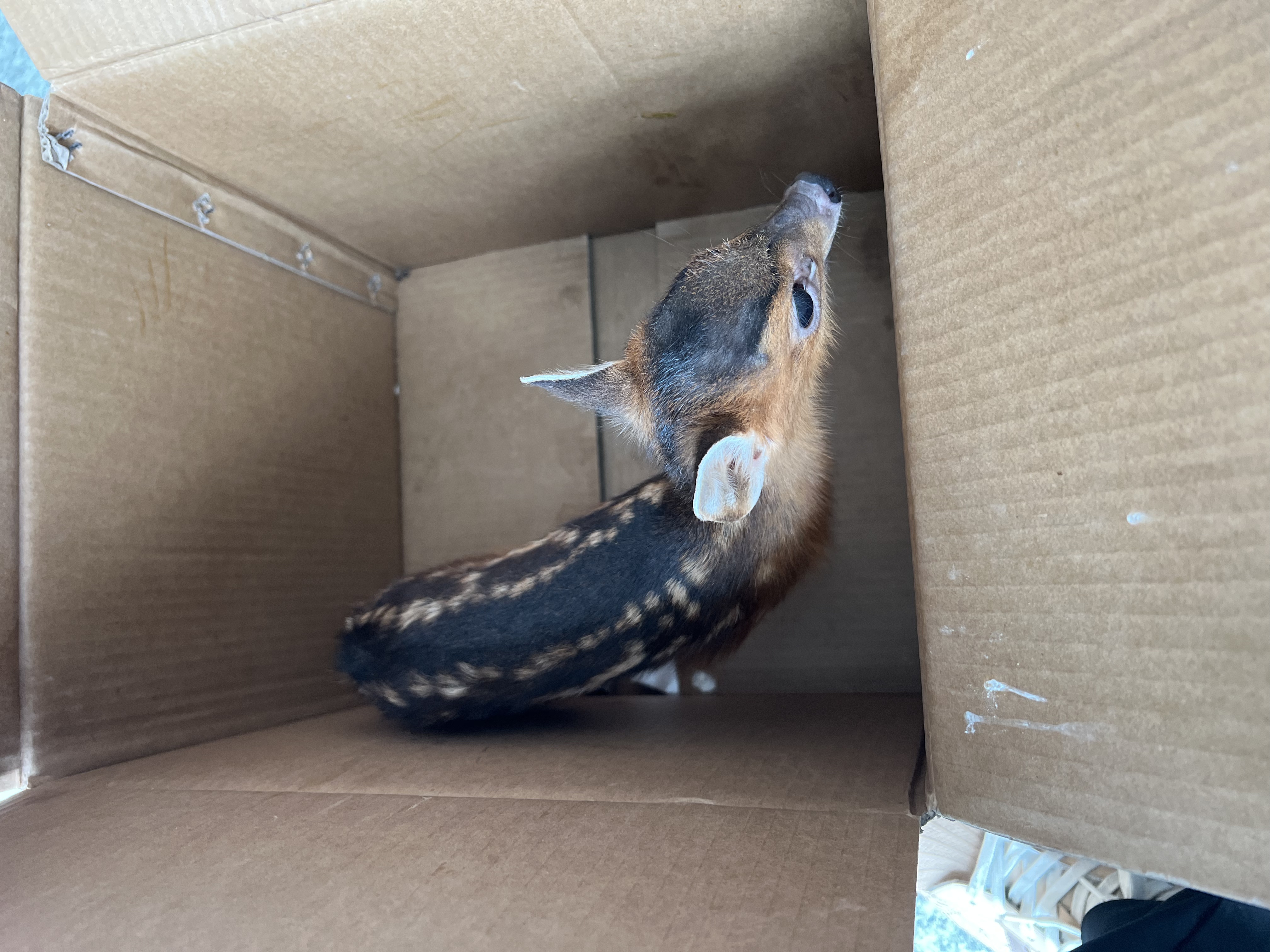 保護野生動物 守護共同家園 ——福建金森成功救助國家"三有"保護動物幼年山麂 保護野生動物 守護共同家園 ——福建金森成功救助國家"三有"保護動物幼年山麂